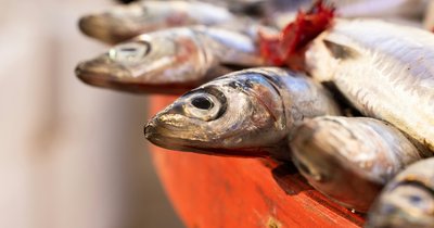 Cholesterin mit Omega-3 reduzieren